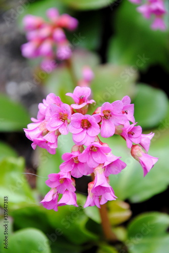 Closeup of the pink flowers of heart-leaved or leather or winter-blooming bergenia or elephant-ears or pigsqueak (Bergenia cordifolia ) photo