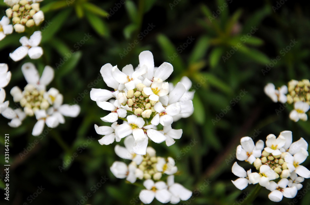 Close up of small, white 4-petaled, snowflake-like flowers in dense, flattened clusters of alpine or rock candytuft (Iberis saxatilis) 