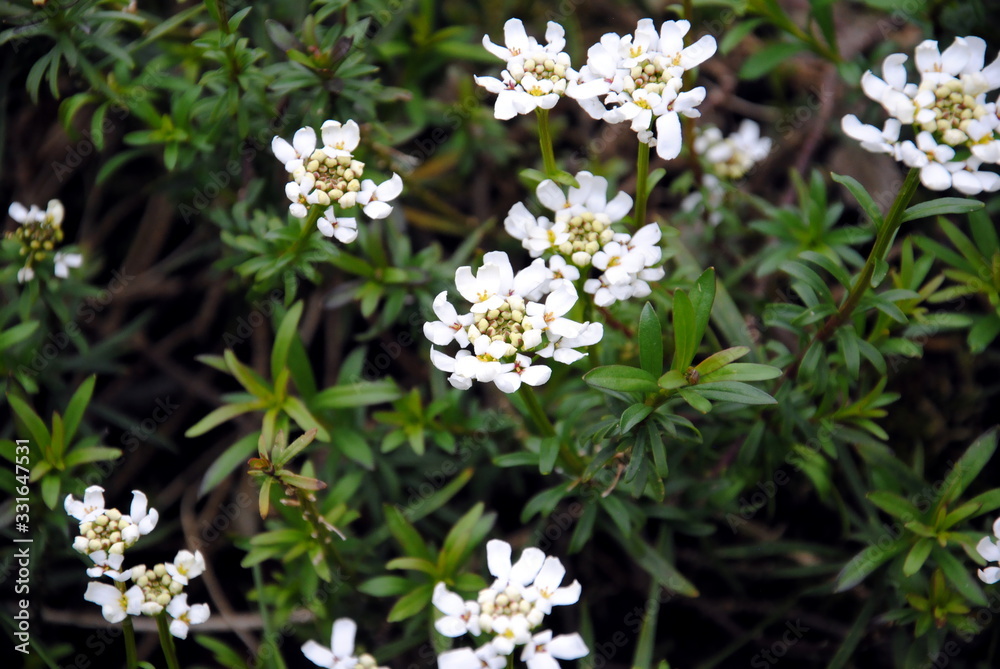 Close up of small, white 4-petaled, snowflake-like flowers in dense, flattened clusters of alpine or rock candytuft (Iberis saxatilis) Close up of small, white 4-petaled, snowflake-like flowers in dense, flattened clusters of alpine or rock candytuft (Iberis saxatilis)