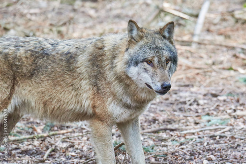 Wolf  canis lupus 