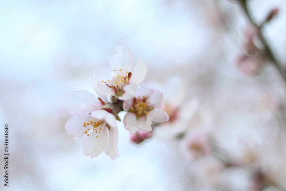 Spring tree flowers