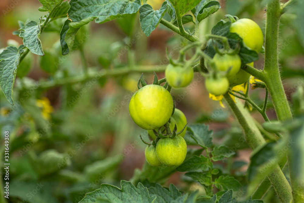 Green not ripe tomatoes on bush growing in garden on branches. Growing eco foods for vegetarians. Harvest concept. Green not ripe tomatoes on bush growing in garden on branches. Growing eco foods for vegetarians. Harvest concept.