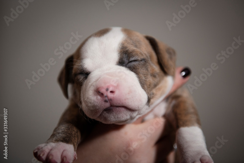 Muzzle of a sleeping staffa puppy .