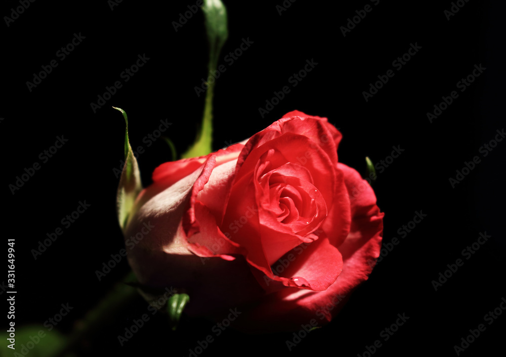 Fototapeta premium Rose