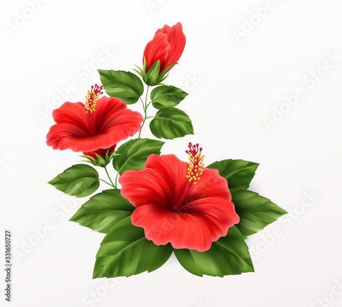 Beautiful hibiscus flower, buds and leaves isolated on white background. Exotic tropical plant realistic vector illustration