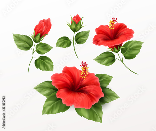 Set is beautiful hibiscus flower  buds and leaves isolated on white background. Exotic tropical plant realistic vector illustration