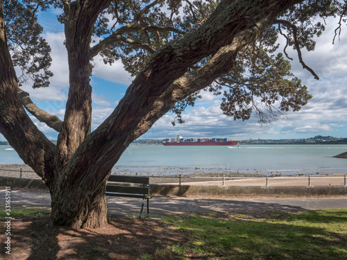 Devonport Auckland New Zealand Tree stem beach and container ship