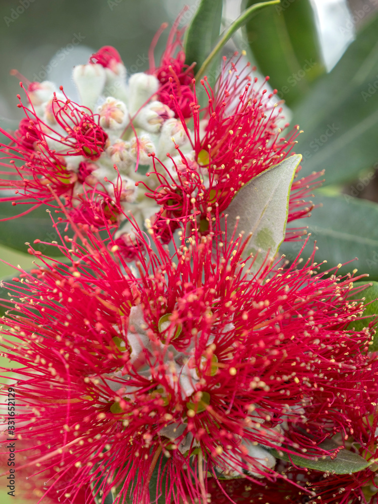Auckland New Zealand Pohutukawa flower christmastree Auckland New Zealand Pohutukawa flower christmastree