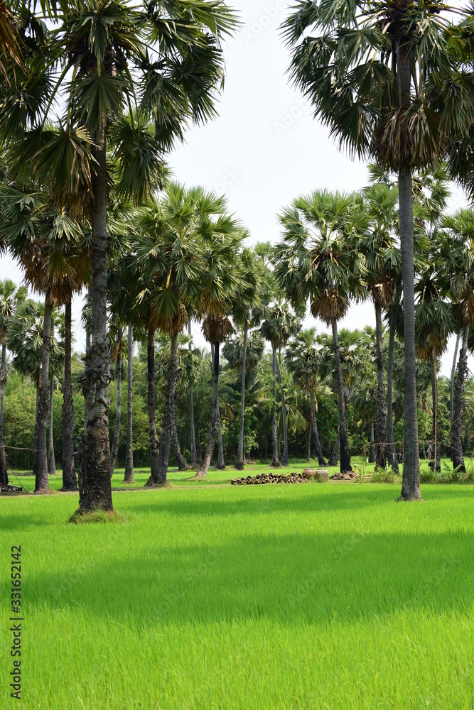 Palm trees and green rice fields with a blue sky background, palm trees or palm trees Palm trees and green rice fields with a blue sky background, palm trees or palm trees
