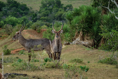 tierwelt safari s  dafrika