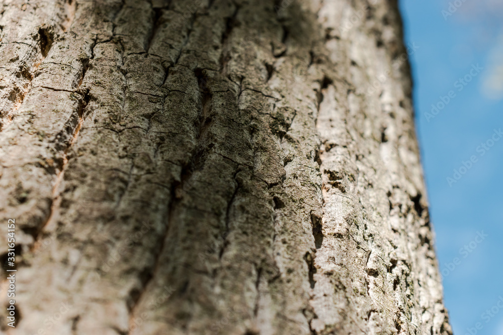 Macro photo of the crust of an old tree at the Margit Island in Budapest. Macro photo of the crust of an old tree at the Margit Island in Budapest.