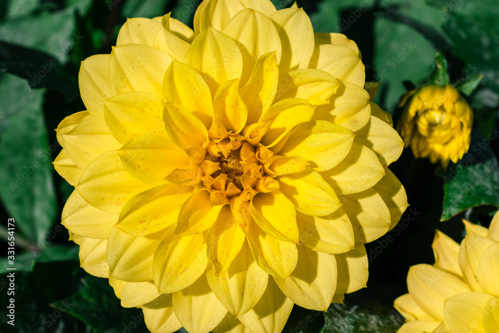 Fototapeta premium A nice yellow flower with green leaves in the background on the Margit Island.