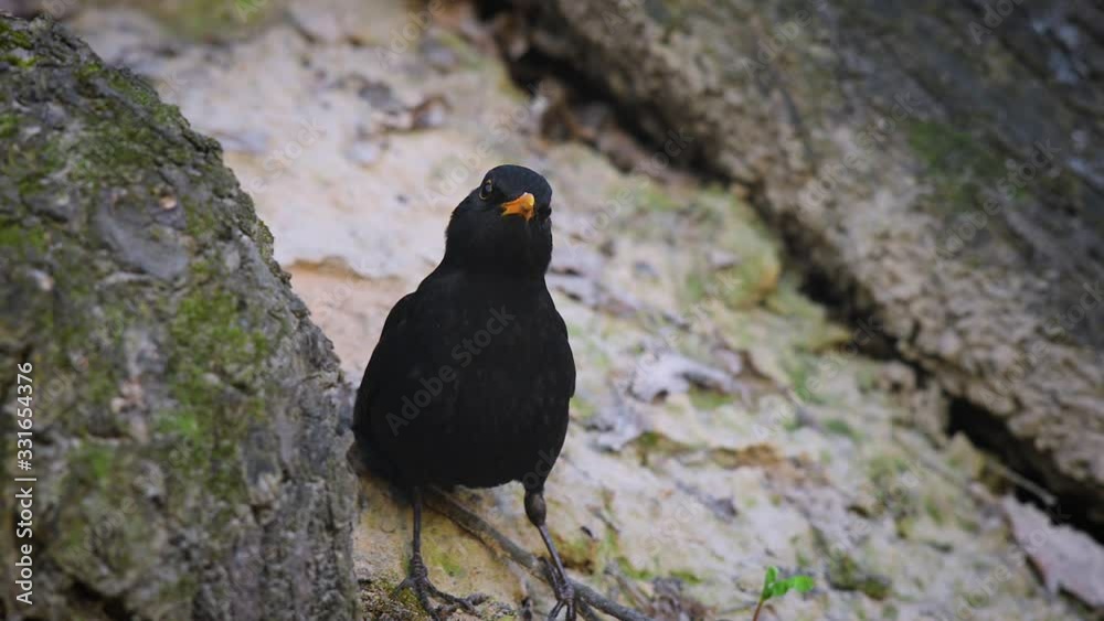 black thrush looking at the camera while sitting on the ground in the forest and running away black thrush looking at the camera while sitting on the ground in the forest and running away