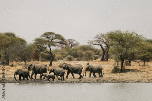elephants in the wild © Ayanna