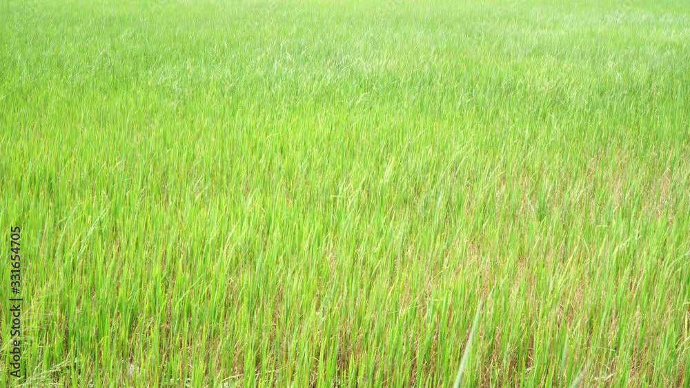 Rice plants in the garden in the middle of the rice field. Rice plants in the garden in the middle of the rice field.
