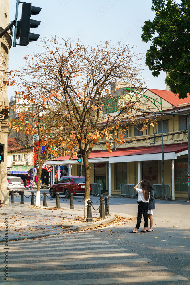 Hanoi street in autumn with yellow leave tree and people taking photo on old town street