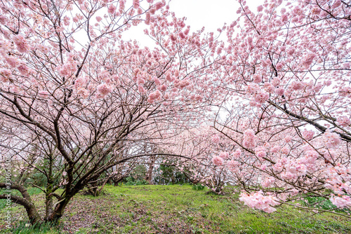 神奈川県 足柄 一ノ堰ハラネ春めき桜