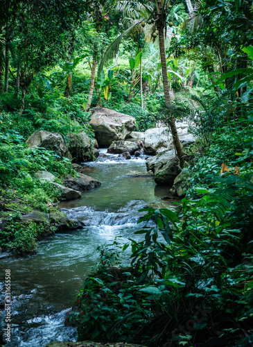River flowing through a lush jungle 