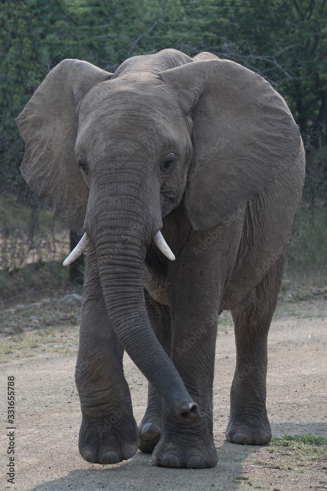 Young Elephant on road
