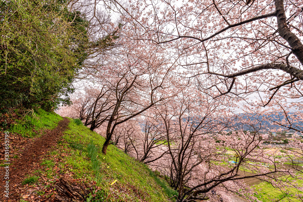 神奈川県 足柄 一ノ堰ハラネ春めき桜