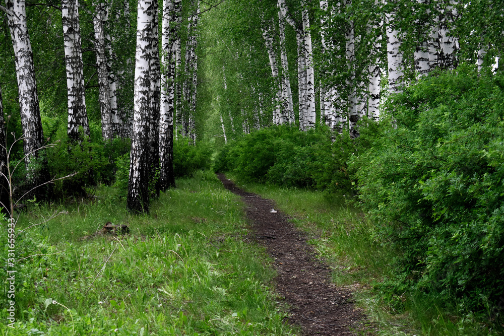 Fototapeta premium path in the forest
