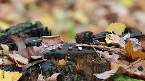 Bean grains lie on a stump in the autumn forest. The mouse (Apodemus agrarius) came running and eats grain. The mouse ran away. photo