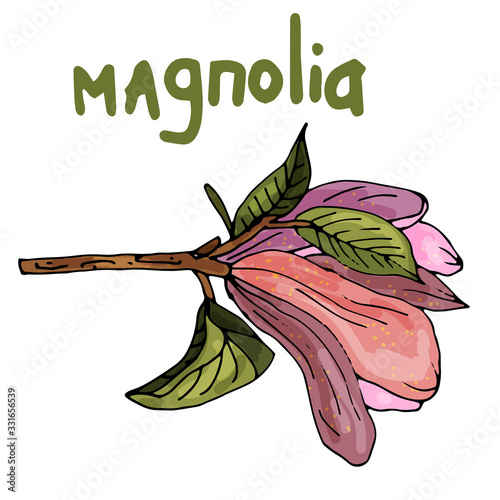 Collection of magnolia flowers on an isolated white background. The contour is drawn by hand. A vintage element for the design of postcards, wedding invitations and more.Lettering