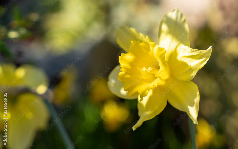 Frühlingshafte Blumenpracht Frühlingshafte Blumenpracht