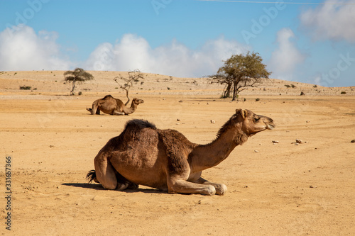 SALMA PLATEAU, OMAN, - DECEMBER 5, 2019: Camels sitting on a desert in Sultanate of Oman.