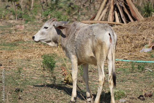 Cow