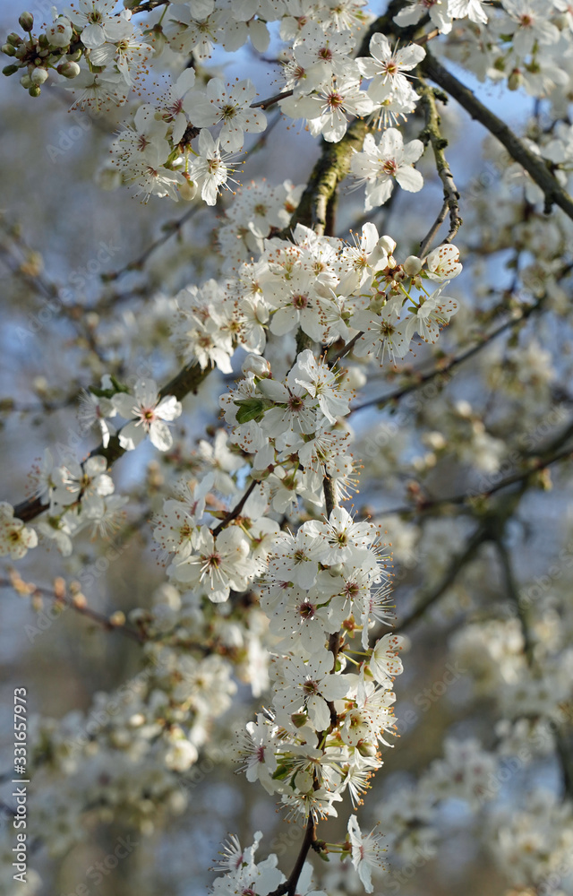 Frühlingsgrüße Frühlingsgrüße