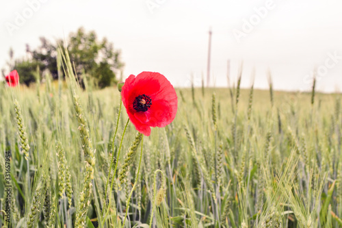 flowering of red poppy seeds in a wheat field