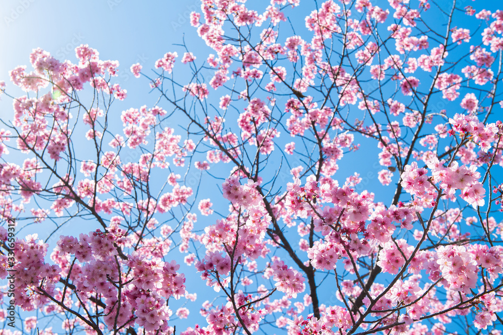 桜2020 桜2020