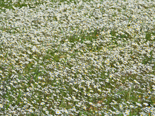 Zoom photo with bokeh effect of beautiful spring field full of daisies