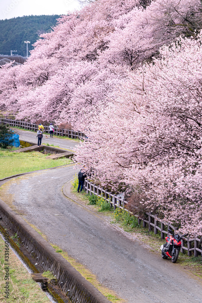 神奈川県 足柄 一ノ堰ハラネ春めき桜