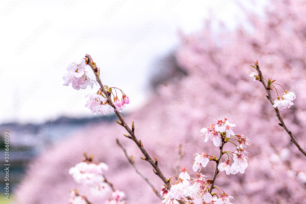 神奈川県 足柄 一ノ堰ハラネ春めき桜