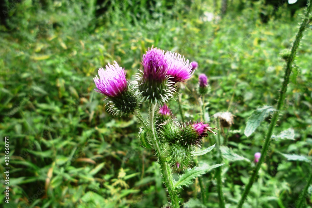 flower flower