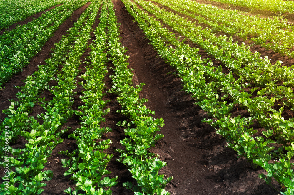 A field of celery plants growing in rows in open ground in soft sunlight. Agricultural plantations.
