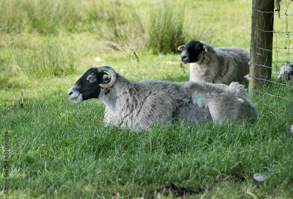 Fototapeta premium The lying sheep on the meadow in the shadows