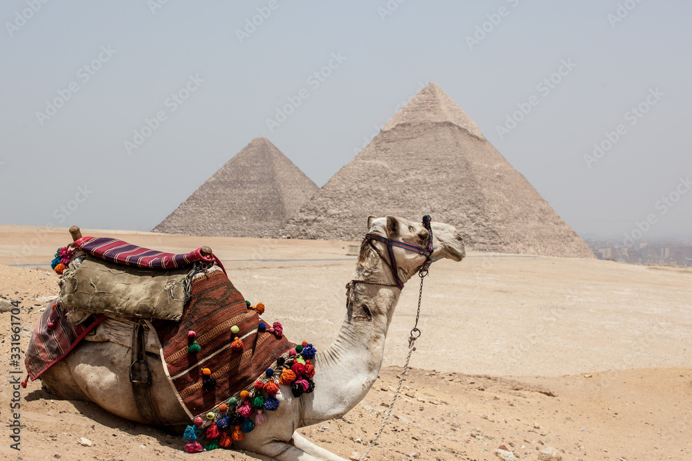 Fototapeta premium Camel with colorful saddle at Egyptian Pyramids