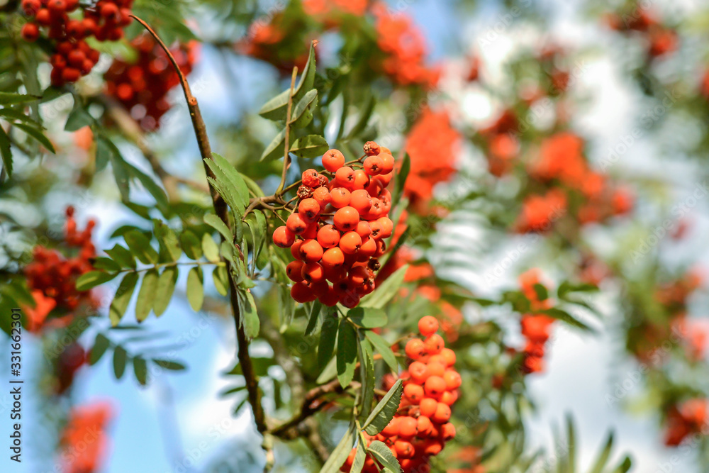 branch of ripe red rowan branch of ripe red rowan