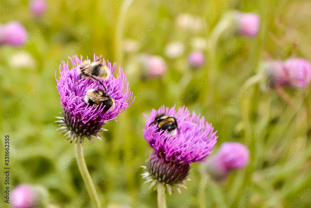bee sitting on a flower bee sitting on a flower
