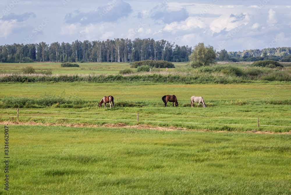 Horses on a meadow over River Biebrza in Biebrza National Park, view from a bridge in Dolistowo Stare village, Podlasie region of Poland Horses on a meadow over River Biebrza in Biebrza National Park, view from a bridge in Dolistowo Stare village, Podlasie region of Poland
