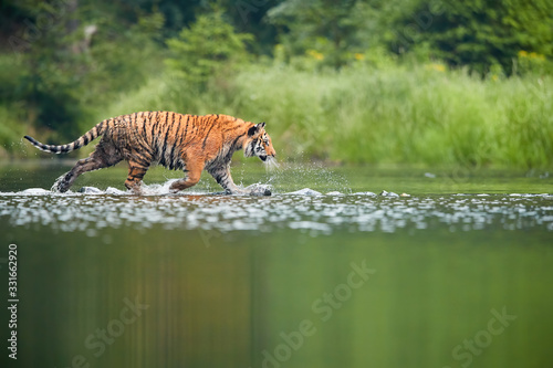 Siberian tiger  Panthera tigris altaica  crossing deep forest lake. Side  low view from water surface. Tiger in typical taiga environment.