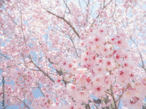 満開の桜の花 日本の春