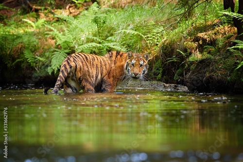 Siberian tiger, Panthera tigris altaica, on shore of forest stream in dark green spruce forest. Tiger in a typical taiga environment.