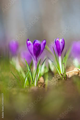 First spring violet flowers - Crocus heuffelianus in Carpathian mountains