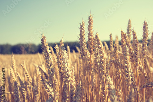 Gold wheat field and blue sky. wheat  rye  cereals field Sunny day  banner with space for text  background background for publications