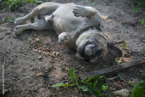 Dog French Bulldog breed lies in the dust. The dog is playing, lying around.