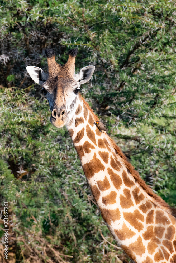 head and shoulder portrait of a giraffe head and shoulder portrait of a giraffe
